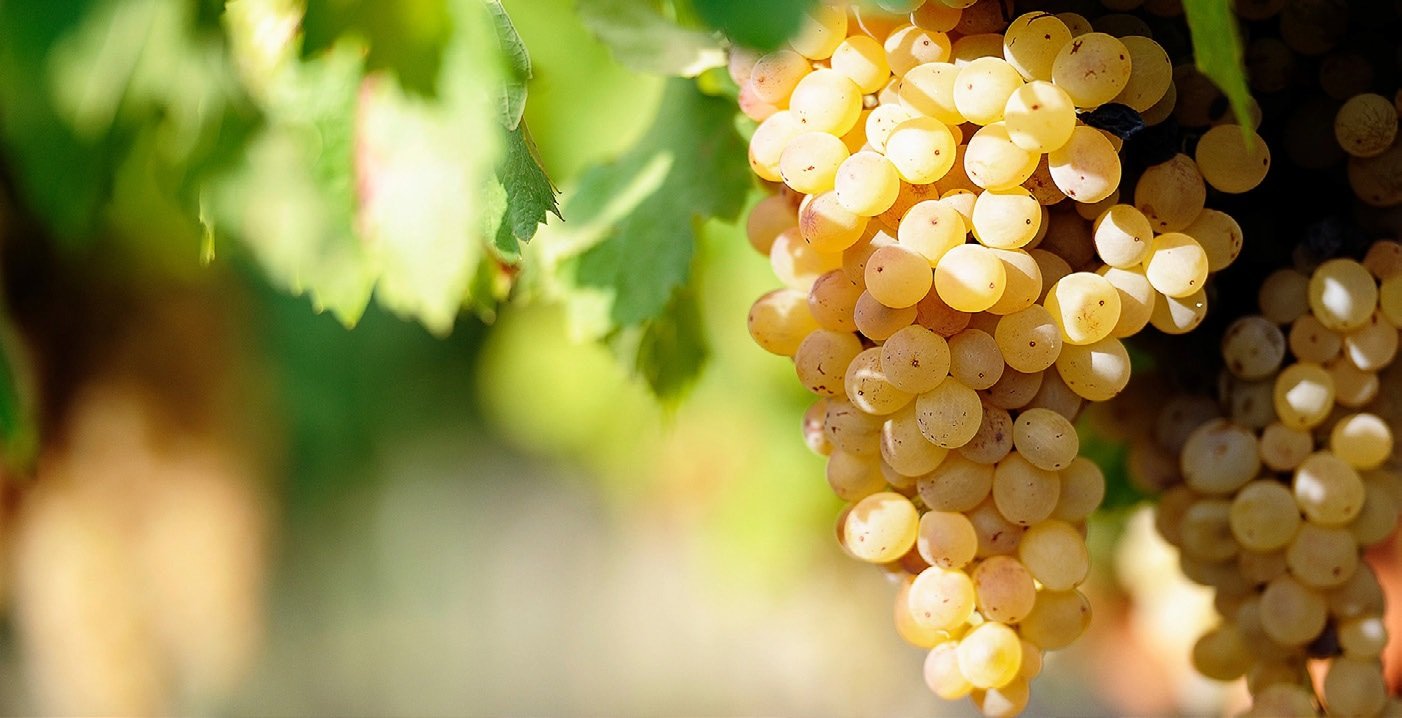 warm climate Sauvignon Blanc grapes