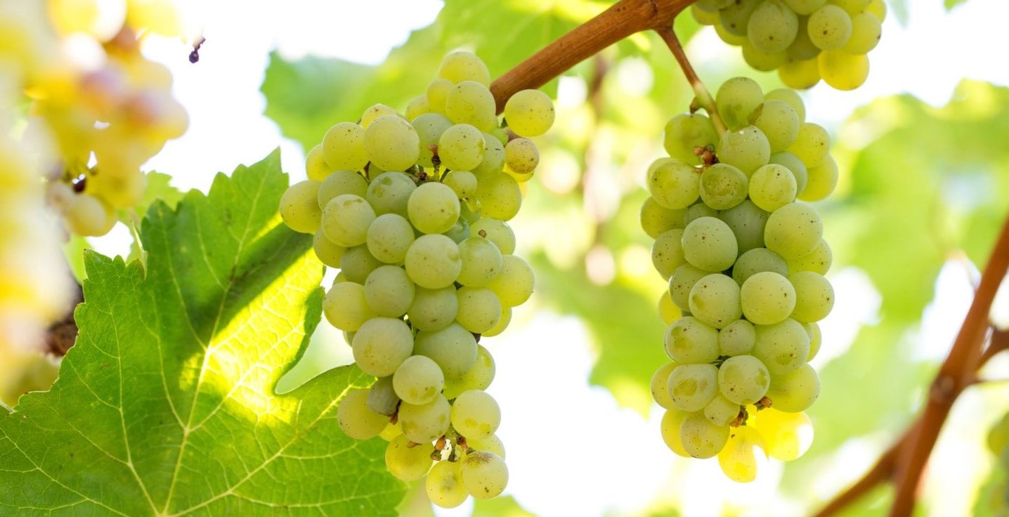 Sauvignon Blanc grapes