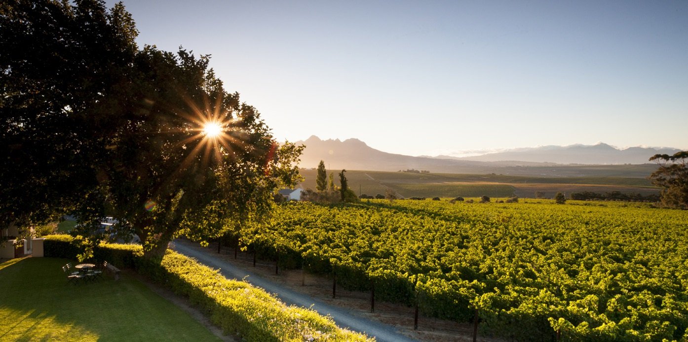 wine and terroir