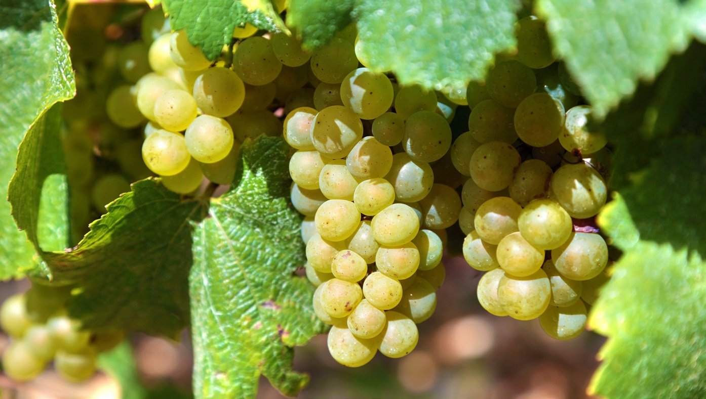 chardonnay