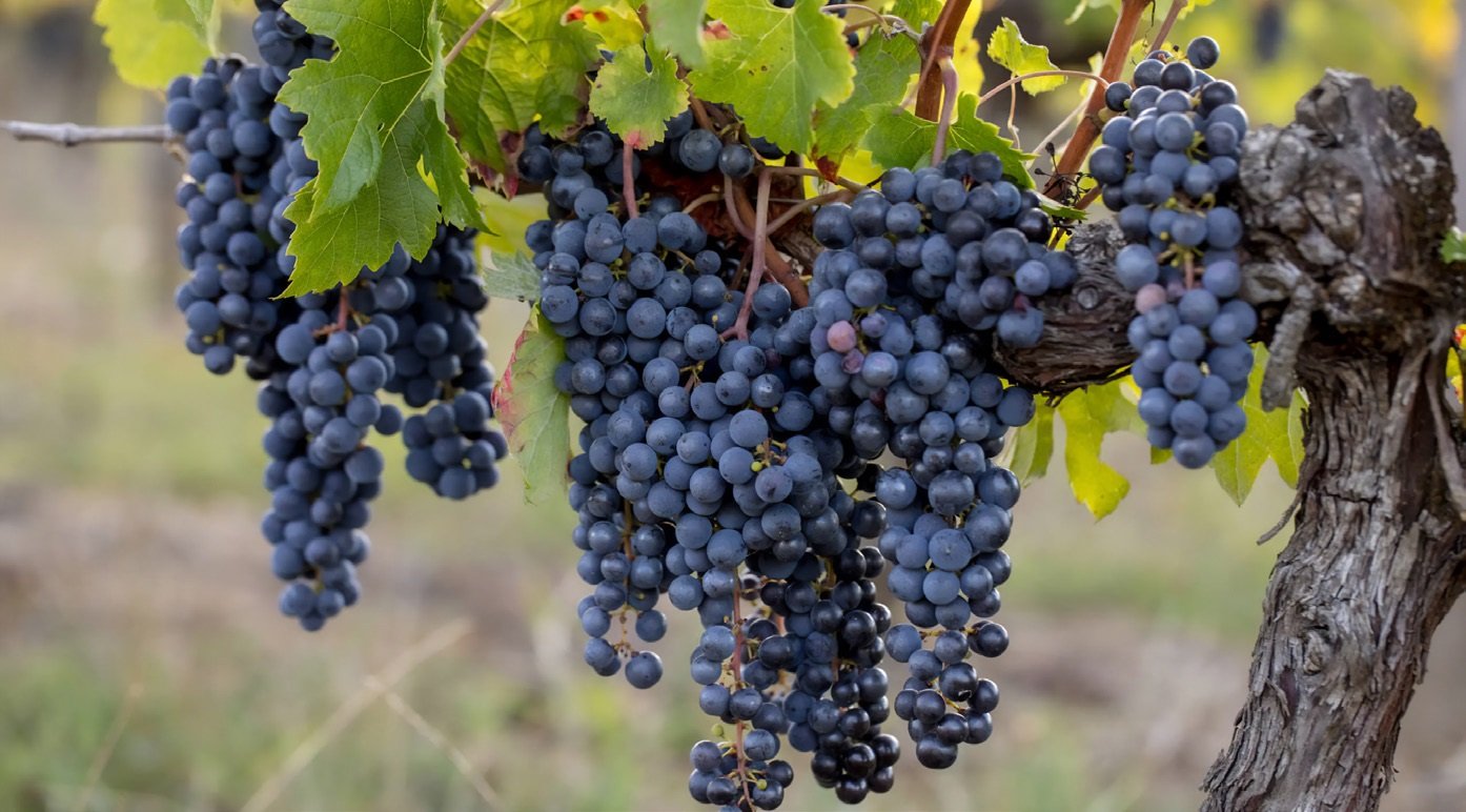 origins of Cabernet Franc